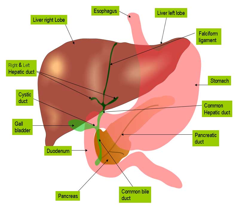 The Liver