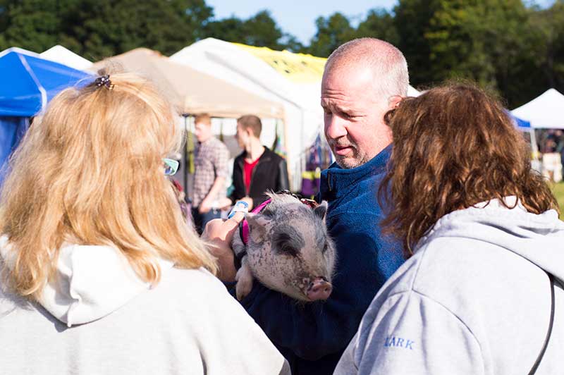 Piggy at the Harvest Market 2016